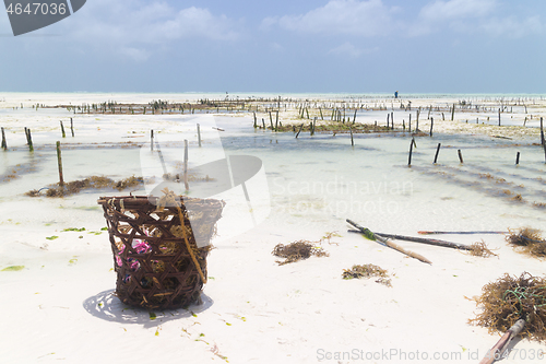 Image of Rows of seaweed on a seaweed farm, Paje, Zanzibar island, Tanzania