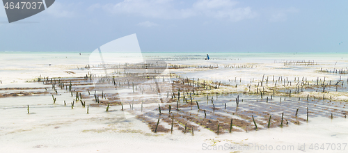 Image of Local african woman working on seaweed farm in kitesurfing lagoon near Paje village, Zanzibar island, Tanzania