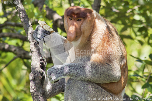 Image of Nose-Monkey in Borneo