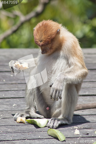 Image of Nose-Monkey in Borneo