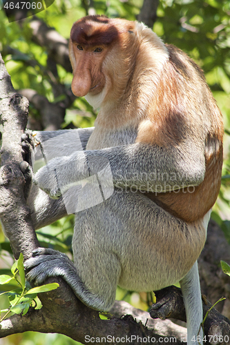 Image of Nose-Monkey in Borneo