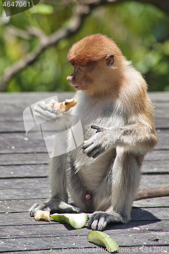 Image of Nose-Monkey in Borneo