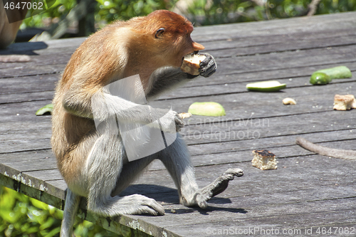 Image of Nose-Monkey in Borneo