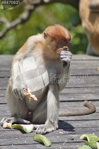 Image of Nose-Monkey in Borneo