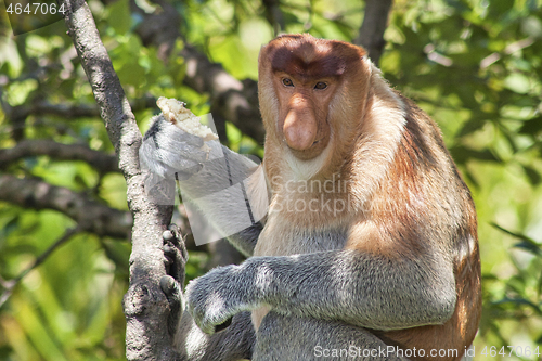 Image of Nose-Monkey in Borneo