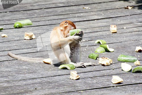 Image of Nose-Monkey in Borneo