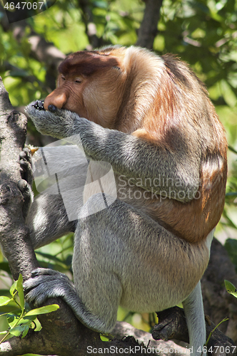 Image of Nose-Monkey in Borneo