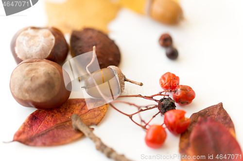 Image of chestnuts, acorn, autumn leaves and rowanberries