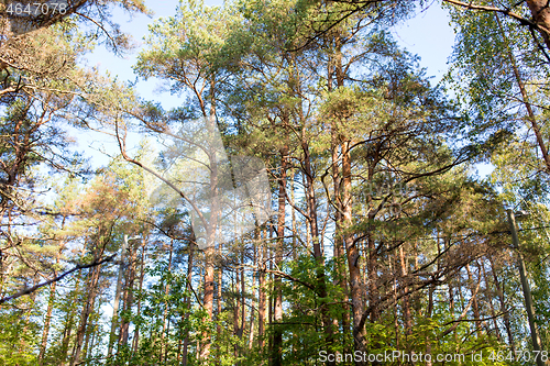 Image of mixed summer forest