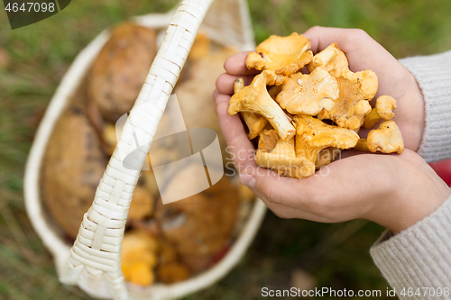 Image of hands with mushrooms and basket in forest