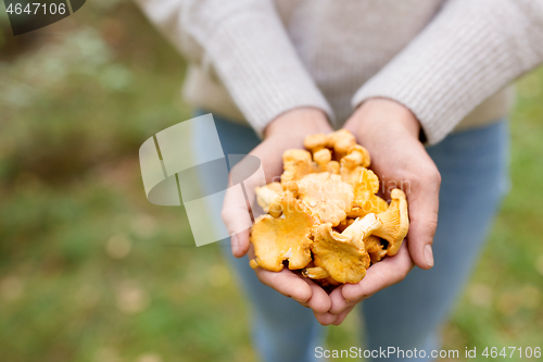 Image of close up of woman hands with mushrooms in forest