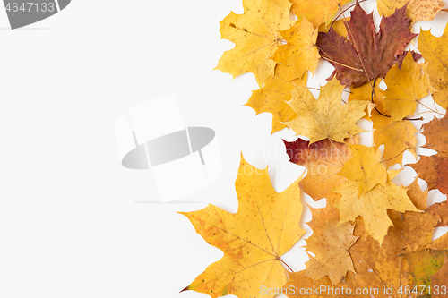 Image of dry fallen autumn maple leaves on white
