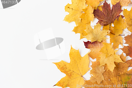 Image of dry fallen autumn maple leaves on white