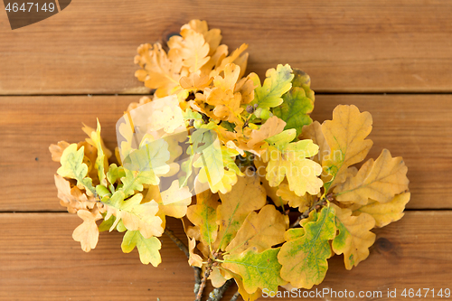 Image of oak leaves in autumn colors on wooden table