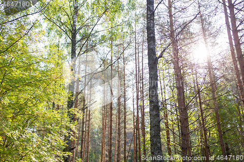 Image of mixed summer forest