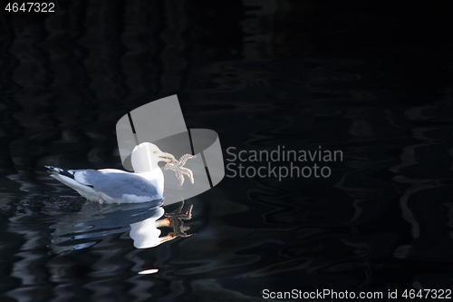 Image of Seagull