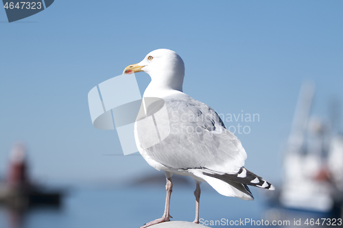 Image of Seagull