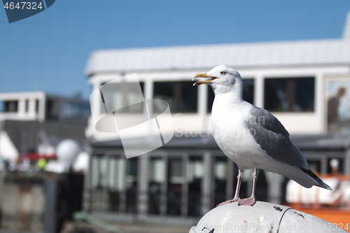 Image of Seagull