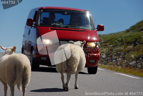 Image of Sheep crossing Norwegian road