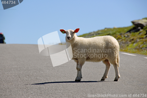 Image of Sheep crossing Norwegian road