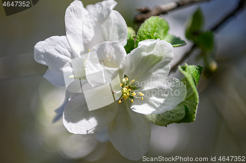 Image of Macro closeup of blooming apple tree white flowers during springtime