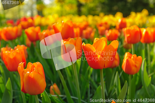 Image of Red tulips of Netherlands in rays of sunset