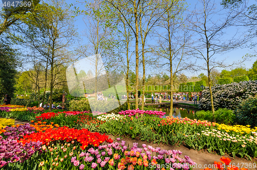 Image of Flower beds of Keukenhof Gardens in Lisse, Netherlands