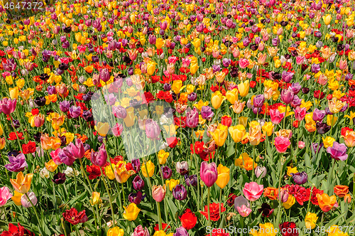 Image of Tulip fields in Netherlands