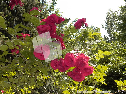 Image of Roses