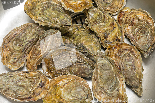 Image of Oysters