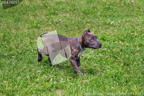 Image of American Staffordshire Terrier in the meadow