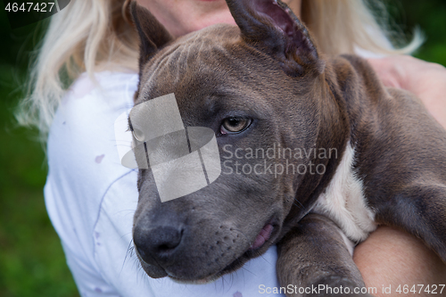 Image of Blonde hugs Amstaff puppy