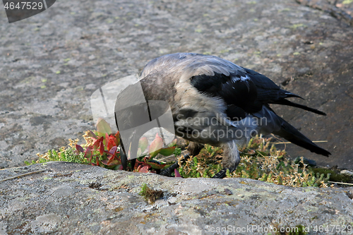 Image of Young Hooded Crow Caching Food