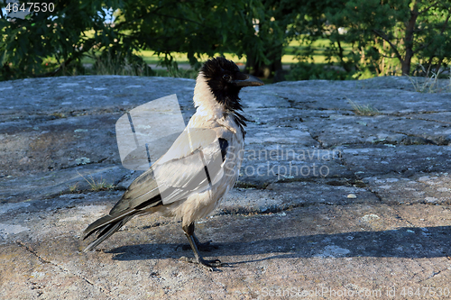 Image of Corvus cornix, Hooded Crow, Dominant Posture
