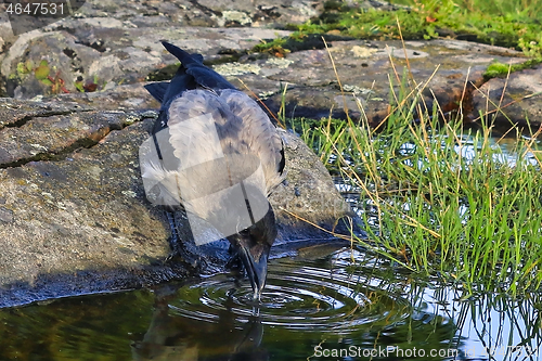 Image of Young Hooded Crow, Corvus Cornix Drinking