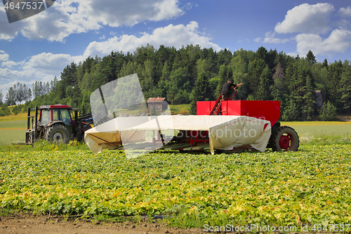 Image of Harvesting Cucumber with Cucumber Flyer
