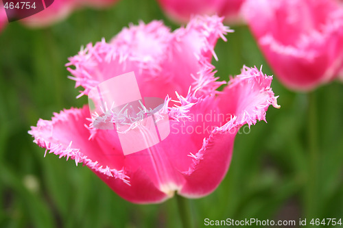Image of Pink Flower