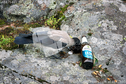 Image of Young Hooded Crow Picking Up Bad Habits