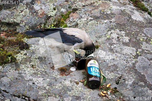 Image of Young Hooded Crow Picking Up Bad Habits