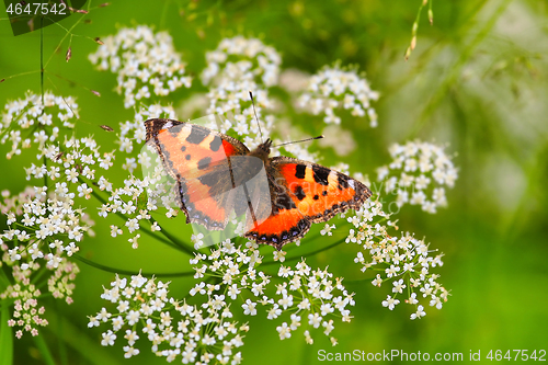 Image of Aglais Urticae, Small Tortoiseshell