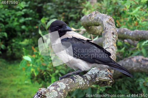Image of Young Hooded Crow Perched on a Tree