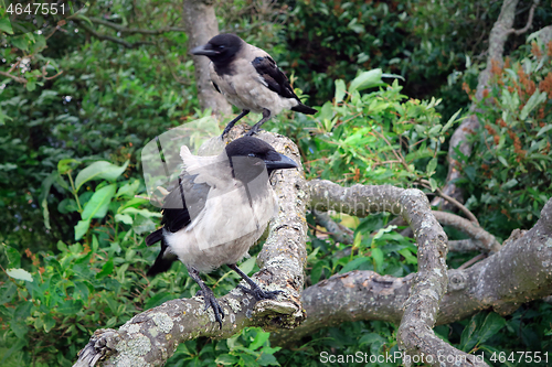 Image of Two Young Hooded Crows Perched on Tree