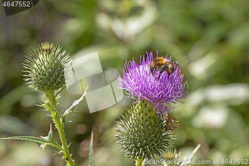 Image of Bumblebee on a beautiful burdock purple flower