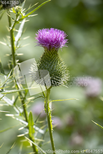 Image of Burdock thorny purple flower, large herbaceous old world plant o