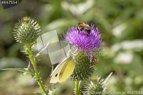 Image of Yellow butterfly and bumblebee on a beautiful burdock purple flo