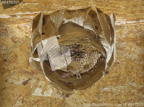 Image of Hornet Nest Hive