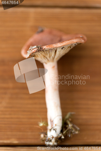 Image of lactarius rufus mushroom on wooden background