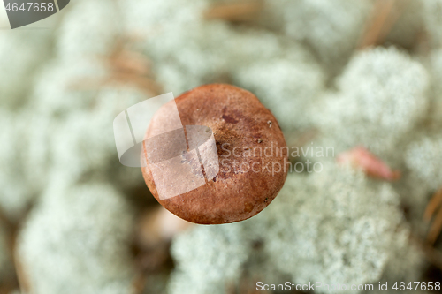 Image of lactarius rufus mushrooms in reindeer lichen moss