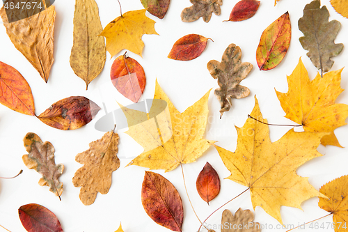 Image of dry fallen autumn leaves on white background