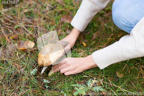 Image of hands picking mushroom in autumn forest